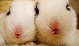 兔子爆料博主是谁啊视频,揭秘热门视频背后的神秘人物